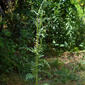 Carduus pycnocephalus (Asteraceae) - whole plant - in flower - general view