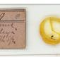 Lachnus rileyi, type specimen slide USMN Barcode 00399894