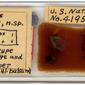 Lachnus sabinae, type specimen slide USMN Barcode 00399895
