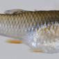 Poecilia USNM 406084 photograph lateral view