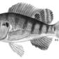 Tilapia zilli P04749 illustration