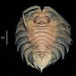Serolis cornuta USNM 123947 specimen "b" dorsal view