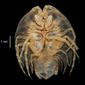 Ceratoserolis trilobitoides USNM 290219 specimen "a" ventral view