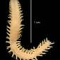 Aglaophamus trissophyllus USNM 56416 ventral view