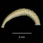Stibarobdella sp. USNM 121689 specimen "a" lateral view