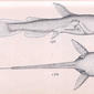 Ictalurus albidus (White Cat-fish). 1887. Catfishes.