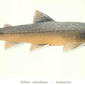 Salmo salvelinus -- Salmerino. 1916. Salmo; Salmo salvelinus.