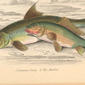Common Carp (1); Barbel (2). 1866. Carp; Barbel (Fish).