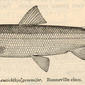 Leucichthys gemmifer. Bonneville cisco. 1921. Coregonus; Ciscoes.