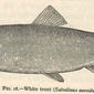 White trout (Salvelinus aureolus). 1918. Salvelinus aureolus; Trout.
