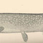 Pike or Pickerel (Lucius lucius). 1896. Pike.