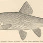 Rutilus bicolor (Girard). 1898. Rutilus.