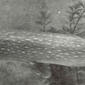 Pike (Lucius lucius). Left lateral view. 1901. Pike.