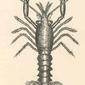 Larval Lobsters, Dorsal View--Fourth stage. 1910. Lobsters--Larvae.