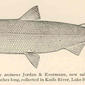 Leucichthys harengus arcturus Jordan & Evermann, new subspecies (Drawn from the type, a specimen 11.5 inches long, collected in Knife River, Lake Superior, near Duluth). 1911. Coregonus.