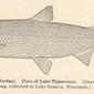 Leucichthys sisco (Jordan). Cisco of Lake Tippecanoe. (Drawn from specimen 9 inches long, collected in Lake Geneva, Wisconsin). 1911. Coregonus.
