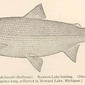 Leucichthys artedi bisselli (Bollman). Rawson Lake herring (Drawn from a specimen 13 inches long, collected in Howard Lake, Michigan). 1911. Lake herring; Coregonus.