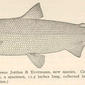Leucichthys supernas Jordan & Evermann, new species. Cisco of Lake Superior. (Drawn from the type, a specimen, 11.5 inches long, collected in Knife River, Lake Superior, off Duluth, Minn.). 1911. Coregonus; Lake herring.