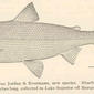 Leucichthys cyanopterus Jordan & Evermann, new species. Bluefin (Drawn from the type, a specimen 16 inches long, collected in Lake Superior off Marquette, Mich.). 1911. Coregonus.