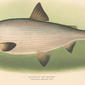 Blackfin of Lake Michigan : Leucichthys nigripinnis (Gill). 1911. Coregonus; Blackfin cisco.