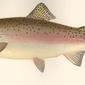 Rainbow Trout (Salmo irideus). 1896. Rainbow trout.