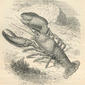 American Lobster. 1876. American lobster.