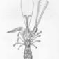 Thaumastocheles saleuca (Suhm), 450 brasses. 1885. Lobsters; Thaumastocheles.
