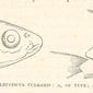 Heads of Leuciscus vulgaris:. 1886. Cyprinidae; Leuciscus.