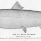 Atlantic Salmon. 1884. Atlantic salmon.