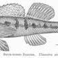 Snub-Nosed Darter. Ulocentra simotera. 1907. Darters (Fishes); Ulocentra.