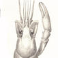 Cambarus pubescens Fax. Male, form II. McBean Creek, Ga. 1885. Cambarus; Crayfish.