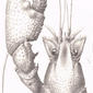 Cambarus Putmami Fax. Male, form I. Grayson Springs, Ky. 1885. Cambarus; Crayfish.