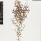 Herbarium Specimen Image