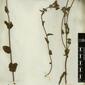 Herbarium Specimen Image