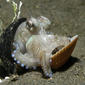 Amphioctopus marginatus off northern coast of East Timor, pulling two shells around itself for protection (February 2006)