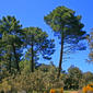 Pinus pinaster