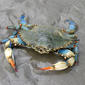 Female blue crab on the Gulf Coast