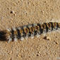 Processionária do Pinheiro // Pine Processionary caterpillar (Thaumetopoea pityocampa)