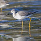 Greater Yellowlegs (Tringa melanoleuca) in the Morro Bay, CA State Park Marina