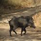 Wild boar in haste