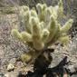 Cylindropuntia bigelovii