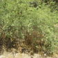 Prosopis velutina, Velvet Mesquite