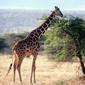 Giraffa camelopardalis  - Reticulated