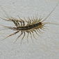 Scutigera coleoptrata (House Centipede / Spinduizendpoot)