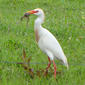 Garça-boieira (Bubulcus ibis ibis) - Plumagem de reprodução