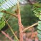 Albizia pedicellaris, jaguarana