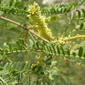 Prosopis velutina, Velvet mesquite