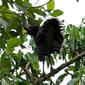 Great Curassow