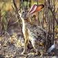 Lepus capensis 1