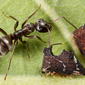 Carpenter Ant tending treehoppers